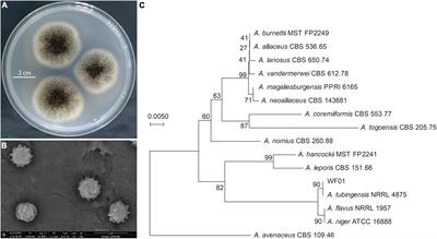 Exploring the nematicidal mechanisms and control efficiencies of oxalic acid producing Aspergillus tubingensis WF01 against root-knot nematodes